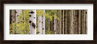 Framed White Forest Standing