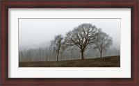 Framed Autumn Fog