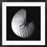 Framed Shell Collection III