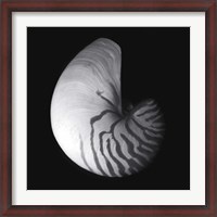 Framed Shell Collection III