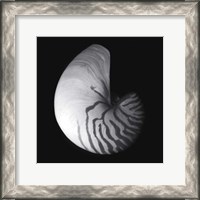 Framed Shell Collection III