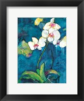 Framed Phalaenopsis II