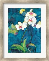 Framed Phalaenopsis II