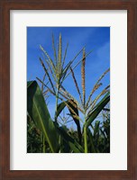 Framed Corn Stalks