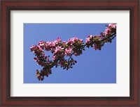 Framed Flowering Tree Branch, Blue Sky, North Carolina