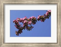 Framed Flowering Tree Branch, Blue Sky, North Carolina