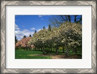 Framed Row of Magnolia Trees Blooming in Spring, New York