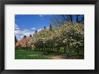 Framed Row of Magnolia Trees Blooming in Spring, New York