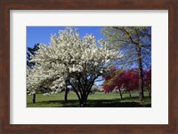 Framed Pin Cherry Tree Blooming, New York