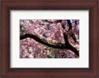 Framed Cherry Blossom Tree In Bloom In Springtime, Tokyo, Japan