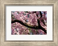 Framed Cherry Blossom Tree In Bloom In Springtime, Tokyo, Japan