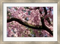 Framed Cherry Blossom Tree In Bloom In Springtime, Tokyo, Japan