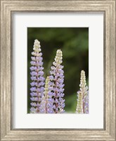 Framed Lupine, Vancouver Island, Canada