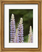 Framed Lupine, Vancouver Island, Canada