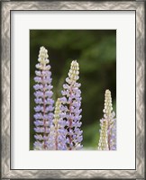 Framed Lupine, Vancouver Island, Canada