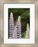 Framed Lupine, Vancouver Island, Canada