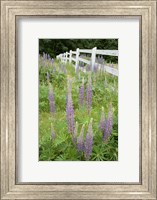 Framed Vancouver Island Lupine, British Columbia, Canada