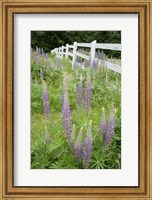 Framed Vancouver Island Lupine, British Columbia, Canada