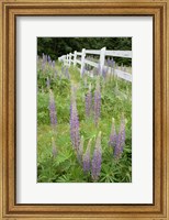 Framed Vancouver Island Lupine, British Columbia, Canada