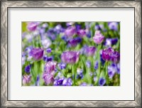 Framed Tulips At Claude Monet House And Gardens, Giverny, France