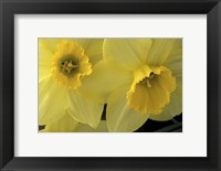 Framed Cache Valley Daffodils, Utah