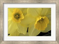 Framed Cache Valley Daffodils, Utah