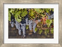 Framed Close Up Of Cabernet Sauvignon Grapes In The Haras De Pirque Vineyard, Chile, South America