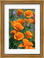 Framed California Poppies, Antelope Valley, California
