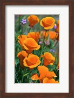 Framed California Poppies, Antelope Valley, California