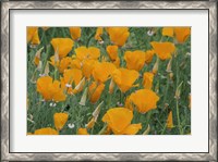 Framed California Poppy, Santa Barbara Botanical Garden, California