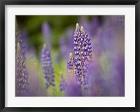 Framed Lupine Near Silver Bay, Northeastern Minnesota 1