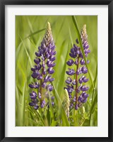 Framed Lupine Near Silver Bay, Northeastern Minnesota 2