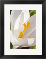 Framed White Crocus In A Garden In Portsmouth, New Hampshire