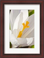 Framed White Crocus In A Garden In Portsmouth, New Hampshire
