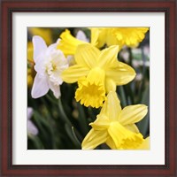 Framed Daffodil Bundle, New York City