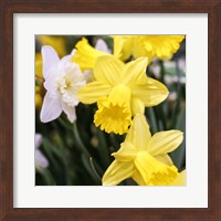 Framed Daffodil Bundle, New York City