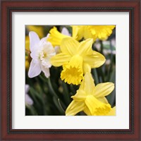 Framed Daffodil Bundle, New York City