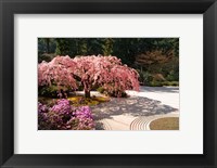 Framed Cherry Tree Blossoms Over A Rock Garden In The Japanese Gardens In Portland's Washington Park, Oregon