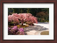 Framed Cherry Tree Blossoms Over A Rock Garden In The Japanese Gardens In Portland's Washington Park, Oregon