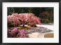 Framed Cherry Tree Blossoms Over A Rock Garden In The Japanese Gardens In Portland's Washington Park, Oregon