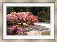 Framed Cherry Tree Blossoms Over A Rock Garden In The Japanese Gardens In Portland's Washington Park, Oregon