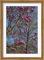 Framed Magnolia Blossoms, Oregon Garden, Silverton, Oregon