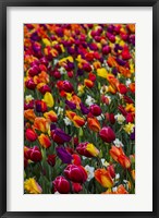 Framed Wind Blows A Field Of Multi-Colored Tulips, Mount Vernon, Washington State