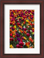 Framed Wind Blows A Field Of Multi-Colored Tulips, Mount Vernon, Washington State