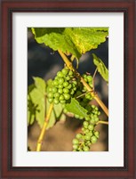 Framed Pinot Gris Wine Grapes Ripen At A Whidbey Island Vineyard, Washington