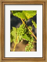 Framed Pinot Gris Wine Grapes Ripen At A Whidbey Island Vineyard, Washington