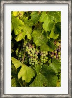 Framed Pinot Grapes In Veraison In Vineyard In The Okanogan Valley, Washington