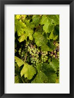 Framed Pinot Grapes In Veraison In Vineyard In The Okanogan Valley, Washington