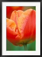Framed Tulip Detail, Skagit Co, Wa