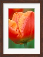 Framed Tulip Detail, Skagit Co, Wa